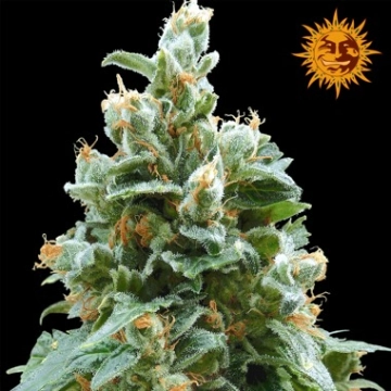 Vanilla Kush Feminized cannabis flower bud by Barneys Farm