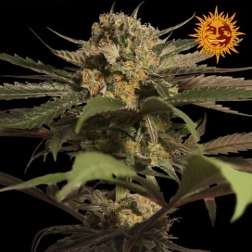 Violator Kush Feminized cannabis flower bud by Barneys Farm