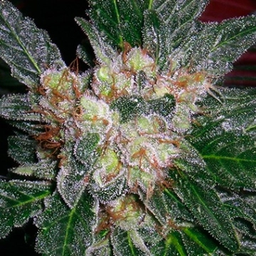 Violator Kush Regular cannabis flower bud by Barneys Farm