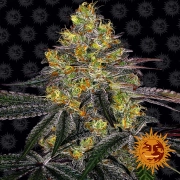 Watermelon Zkittlez Feminized cannabis flower bud by Barneys Farm