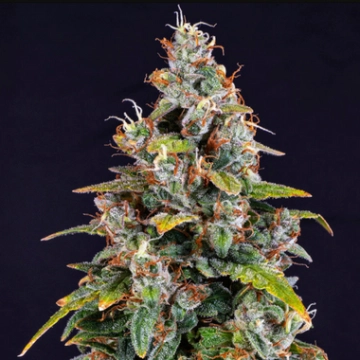 Watermelon Zkittlez Auto Autoflowering cannabis flower bud by Barneys Farm