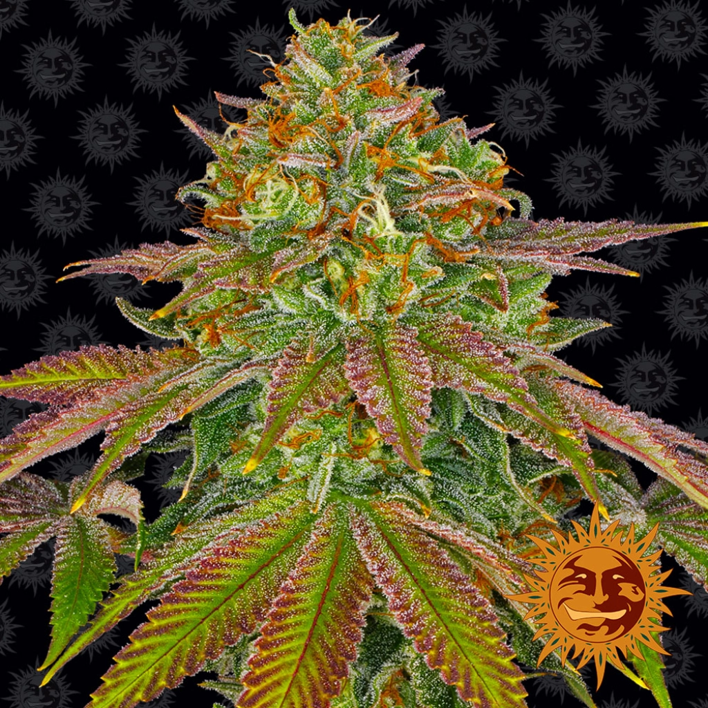 Wedding Cake – Barneys Farm – Feminized
