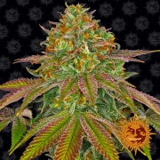 Wedding Cake Feminized cannabis flower bud by Barneys Farm