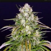 Wedding Cake Auto Autoflowering cannabis flower bud by Barneys Farm