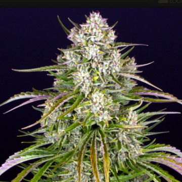 Wedding Cake Auto Autoflowering cannabis flower bud by Barneys Farm