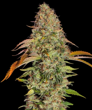 Zkittlez OG Auto Feminized cannabis flower bud by Barneys Farm
