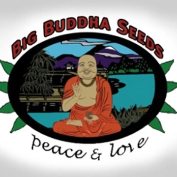 BadAzz Cheese Feminized cannabis flower bud by Big Buddha Seeds