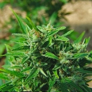 Big Buddha Automatic Autoflowering cannabis flower bud by Big Buddha Seeds