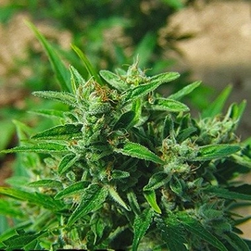 Big Buddha Automatic Autoflowering cannabis flower bud by Big Buddha Seeds