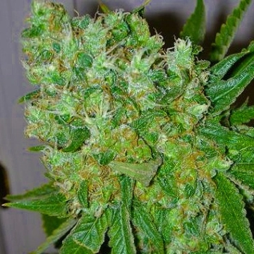 Big Buddha Blue Cheese Feminized cannabis flower bud by Big Buddha Seeds