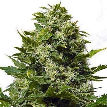 Big Buddha Bubble Cheese Feminized cannabis flower bud by Big Buddha Seeds