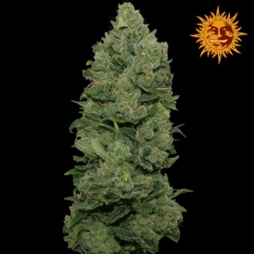 Big Buddha Cheese Dawg Feminized cannabis flower bud by Big Buddha Seeds