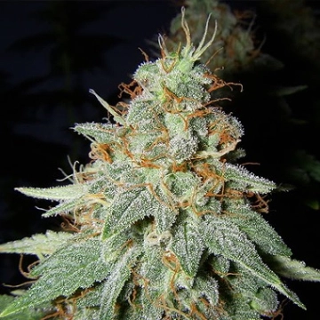 Big Buddha Cheese Feminized cannabis flower bud by Big Buddha Seeds