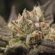Big Buddha Cheesus Feminized cannabis flower bud by Big Buddha Seeds