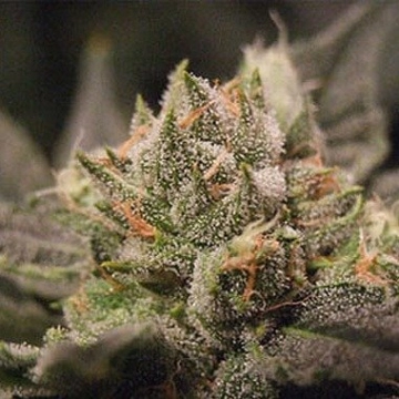 Big Buddha Cheesus Feminized cannabis flower bud by Big Buddha Seeds