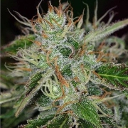 Big Buddha Cheesy Dick Feminized cannabis flower bud by Big Buddha Seeds