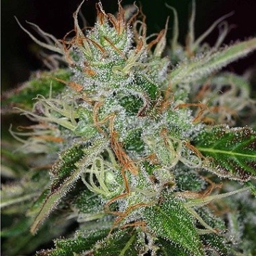 Big Buddha Cheesy Dick Feminized cannabis flower bud by Big Buddha Seeds