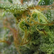 Big Buddha Chiesel Feminized cannabis flower bud by Big Buddha Seeds