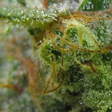 Big Buddha Chiesel Feminized cannabis flower bud by Big Buddha Seeds