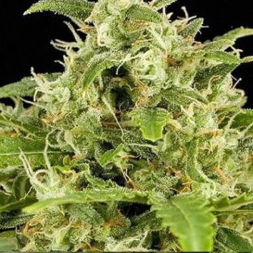Big Buddha Critical Mass Automatic Feminized cannabis flower bud by Big Buddha Seeds