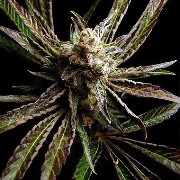 Big Buddha G Bomb Feminized cannabis flower bud by Big Buddha Seeds