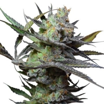 Big Buddha King Kong Feminized cannabis flower bud by Big Buddha Seeds