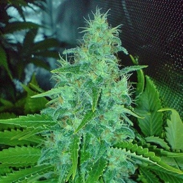 Big Buddha Freeze Cheese 89 Feminized cannabis flower bud by Big Buddha Seeds