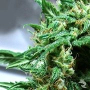 Big Buddha The Kali Feminized cannabis flower bud by Big Buddha Seeds