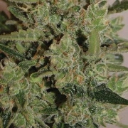 Blue Cheese Auto – Big Buddha Seeds – Autoflowering – Product view 2