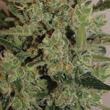 Blue Cheese Auto Autoflowering cannabis flower bud by Big Buddha Seeds