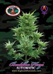 Buddha Haze Autoflowering cannabis flower bud by Big Buddha Seeds
