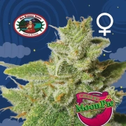 Cherry Moon Pie Feminized cannabis flower bud by Big Buddha Seeds