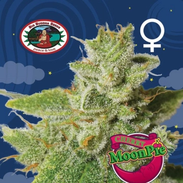 Cherry Moon Pie Feminized cannabis flower bud by Big Buddha Seeds
