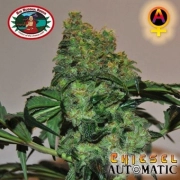 Chiesel Auto Autoflowering cannabis flower bud by Big Buddha Seeds
