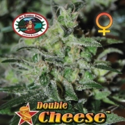 Double Cheese Feminized cannabis flower bud by Big Buddha Seeds