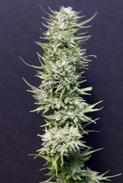 Big Freeze Feminized cannabis flower bud by Bighead Seeds