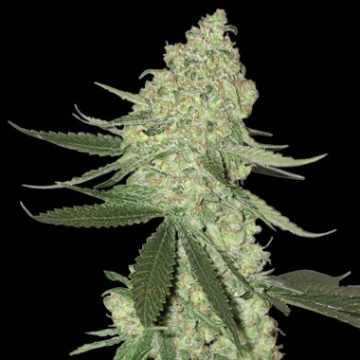 Big Stilton Auto Autoflowering cannabis flower bud by Bighead Seeds