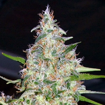 Bubblehead #13 Feminized cannabis flower bud by Bighead Seeds