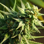 Buzz 'n' Smiles Feminized cannabis flower bud by Bighead Seeds