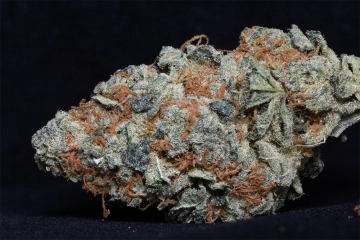 Cookie Dawg Feminized cannabis flower bud by Bighead Seeds