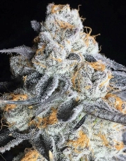 Crystal Gelato Feminized cannabis flower bud by Bighead Seeds