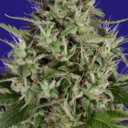 Dogstar Dawg Feminized cannabis flower bud by Bighead Seeds