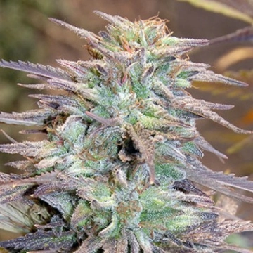 Easy AK XL Feminized cannabis flower bud by Bighead Seeds