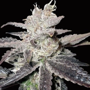 Freeze Berry Auto Autoflowering cannabis flower bud by Bighead Seeds
