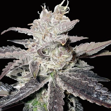 Freeze Berry Auto Autoflowering cannabis flower bud by Bighead Seeds