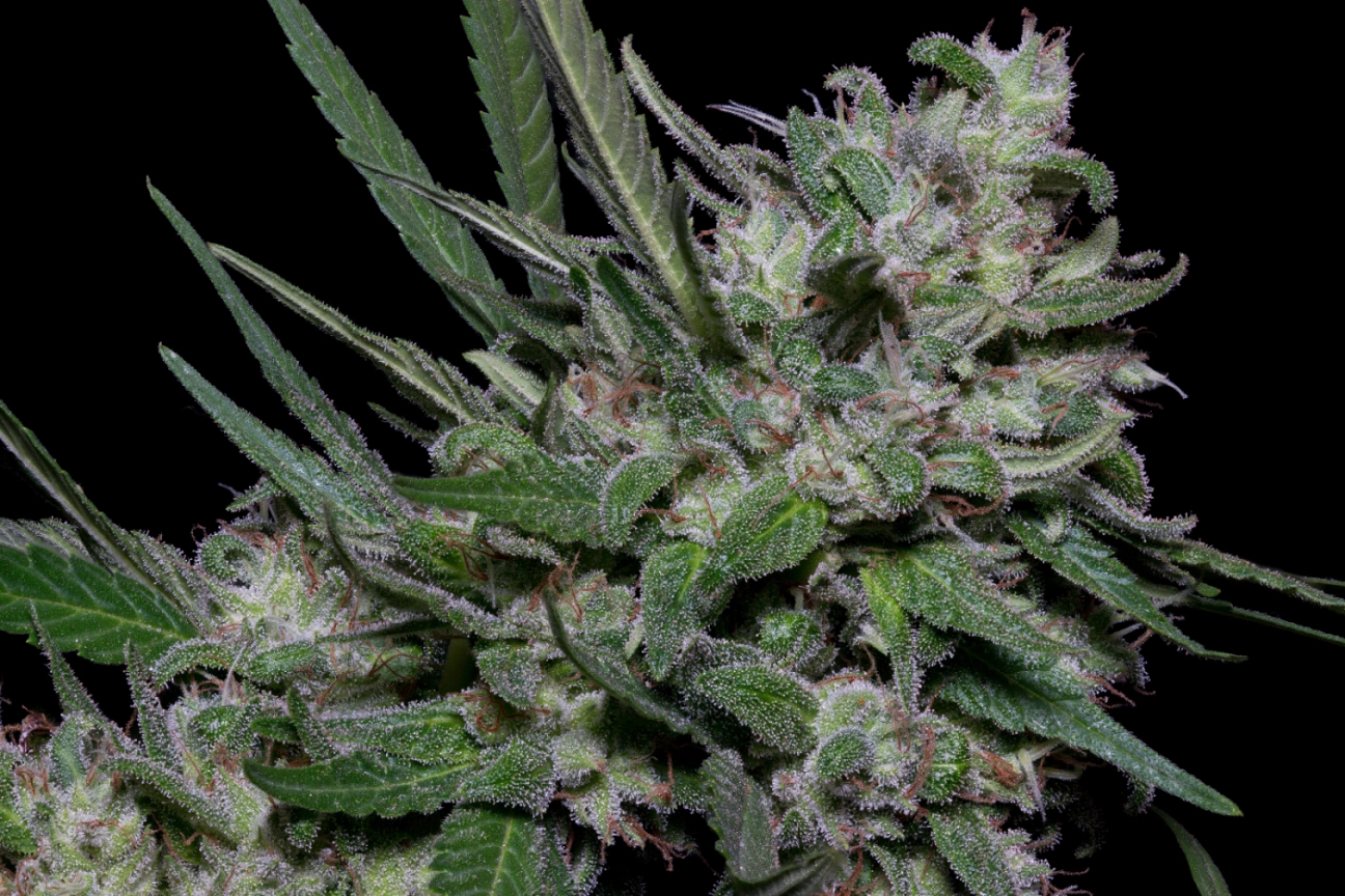 Girl Scout Cookies – Bighead Seeds – Feminized