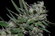 Girl Scout Cookies Feminized cannabis flower bud by Bighead Seeds