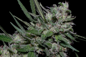 Girl Scout Cookies Feminized cannabis flower bud by Bighead Seeds