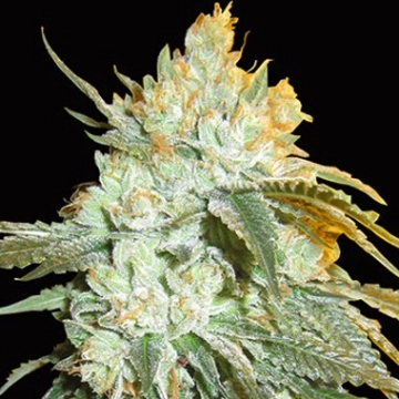 Head Stash Auto Autoflowering cannabis flower bud by Bighead Seeds