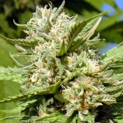Headstone Feminized cannabis flower bud by Bighead Seeds